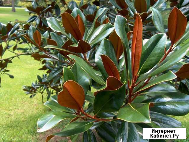 Вечна зелёная магнолия Ставрополь - изображение 1