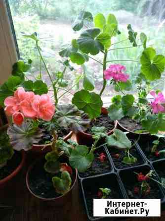 Пеларгония Герань Барнаул