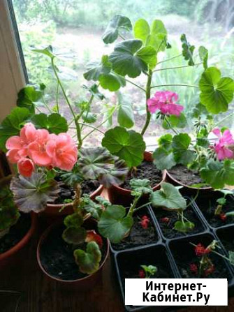 Пеларгония Герань Барнаул - изображение 1