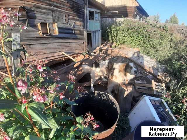 Отдам собаку Братск - изображение 1