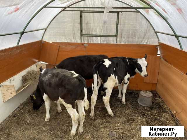 Продам бычков Большой Исток - изображение 1