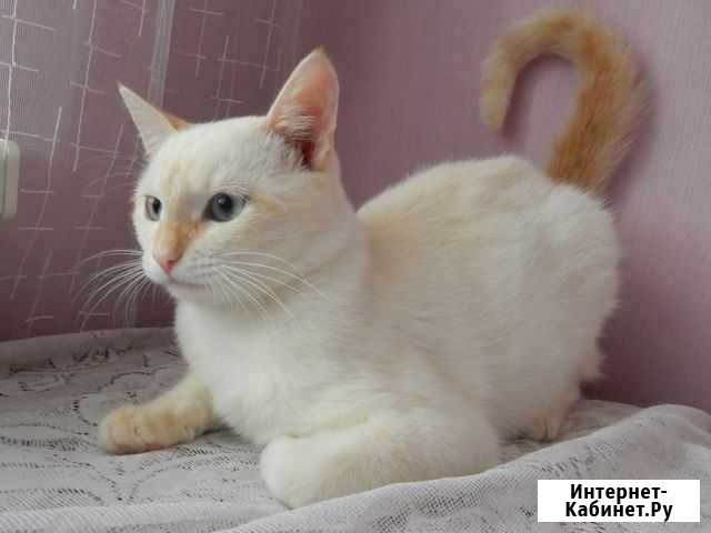 Котик Янис ищет дом Пенза - изображение 1