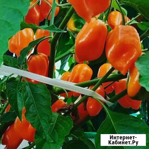Перец Habanero Orange, семена Смоленская - изображение 1