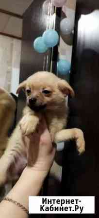 Чишечки мальчишечки Нижний Новгород