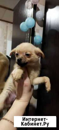 Чишечки мальчишечки Нижний Новгород - изображение 1