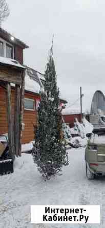 Макушка пихты более 4 метров Новосибирск