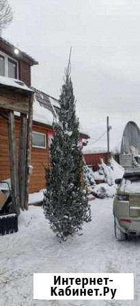Макушка пихты более 4 метров Новосибирск - изображение 1