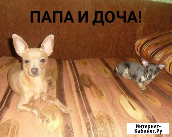 Вязка Той-терьер Благовещенск - изображение 1