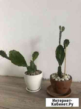 Кактус опунция Курск