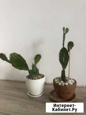 Кактус опунция Курск - изображение 1