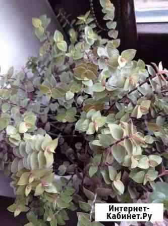 Коллизия лимонная Голд Челябинск