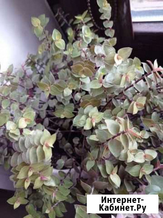 Коллизия лимонная Голд Челябинск - изображение 1