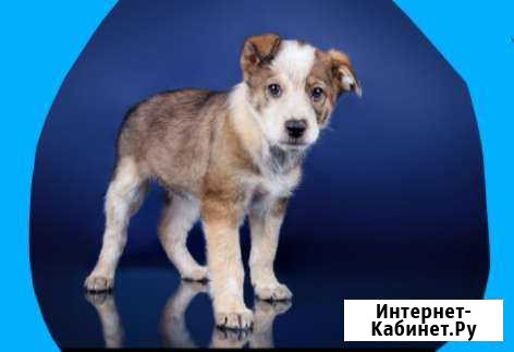 Щенки много мальчиков Оренбург - изображение 1