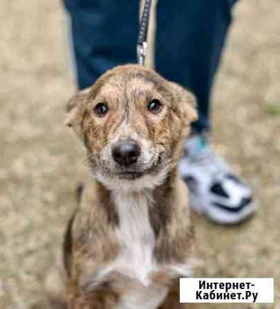 Щенок в добрые руки Краснодар