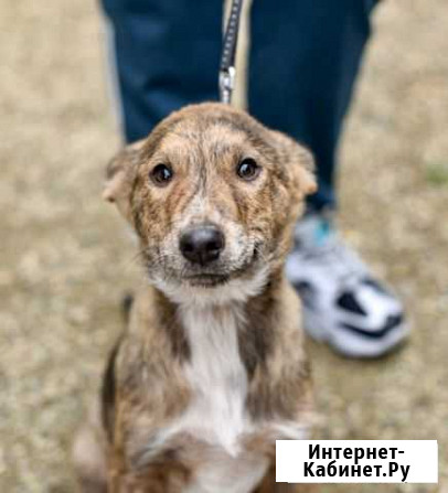 Щенок в добрые руки Краснодар - изображение 1