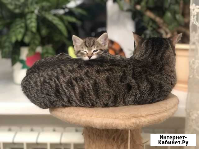 Отдам котенка в добрые руки Сыктывкар - изображение 1