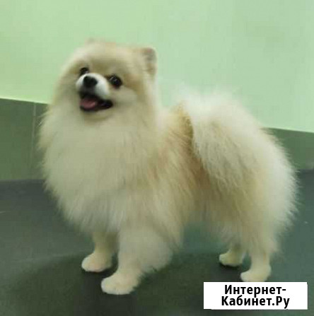Померанский шпиц вязка Ярославль - изображение 1