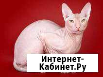 Донской сфинкс вязка Владикавказ - изображение 1