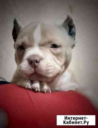 Американский булли Ростов-на-Дону