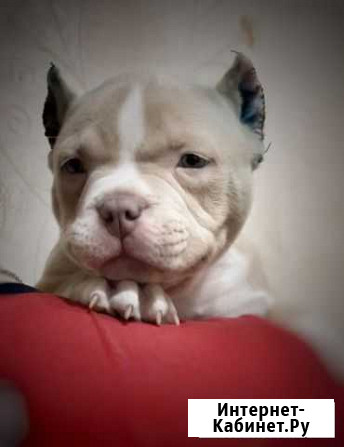 Американский булли Ростов-на-Дону - изображение 1