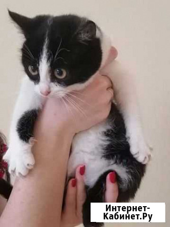 Котик Ессентуки - изображение 1