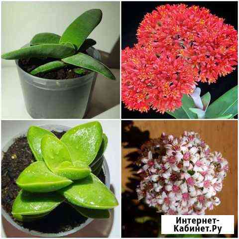 Суккуленты Екатеринбург