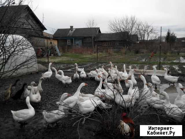 Мясо гуся и гусиный жир, свинина, петушки, индюки Ярославль - изображение 1