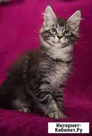 Котята мейн-кун Краснодар