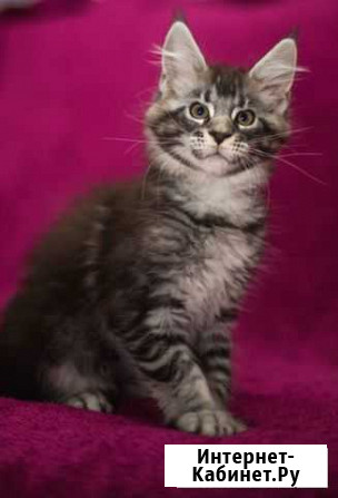 Котята мейн-кун Краснодар - изображение 1