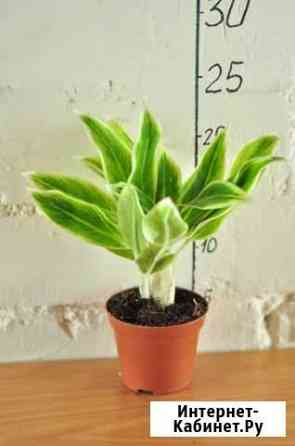 Aglaonema Lipstick Green/Аглаонема Липстик Грин Рыбинск