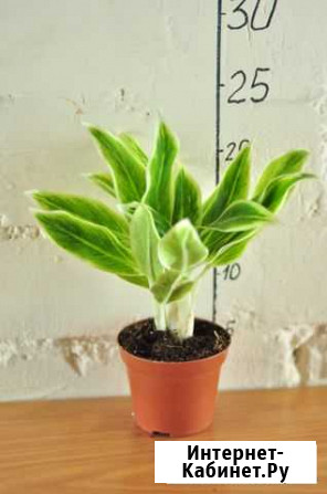 Aglaonema Lipstick Green/Аглаонема Липстик Грин Рыбинск - изображение 1
