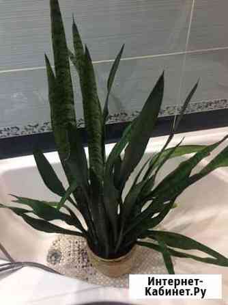Сансевиерия Брянск
