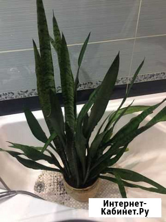 Сансевиерия Брянск - изображение 1