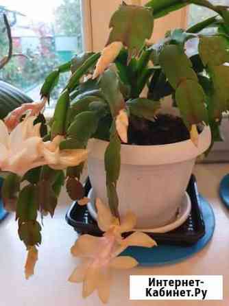 Декабрист Белгород