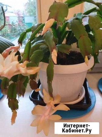 Декабрист Белгород - изображение 1