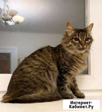 Кошечка Краснодар - изображение 1