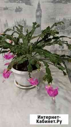 Декабрист Брянск