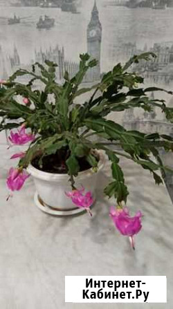 Декабрист Брянск - изображение 1