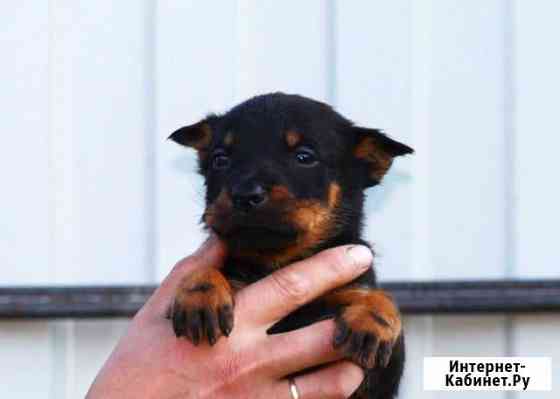 Французская овчарка (босерон) Санкт-Петербург