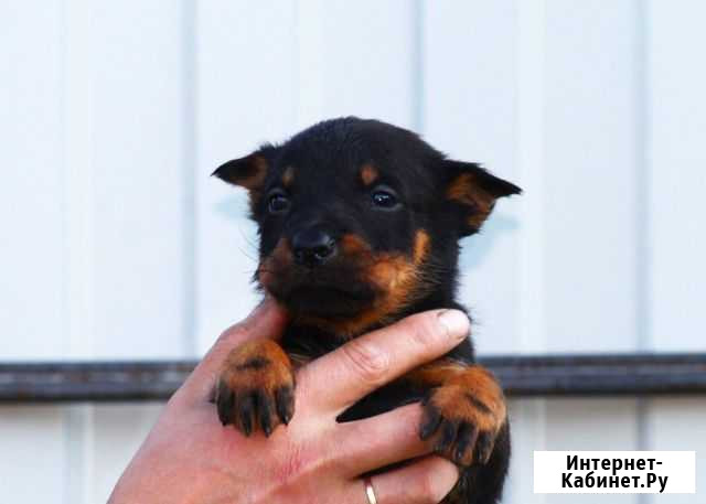 Французская овчарка (босерон) Санкт-Петербург - изображение 1