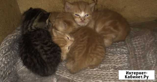 Кошка и котик Вологда - изображение 1