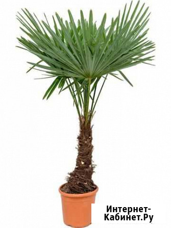 Пальма трахикарпус Сочи - изображение 1