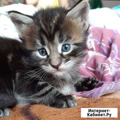 Котята мейн-кун Барнаул - изображение 1