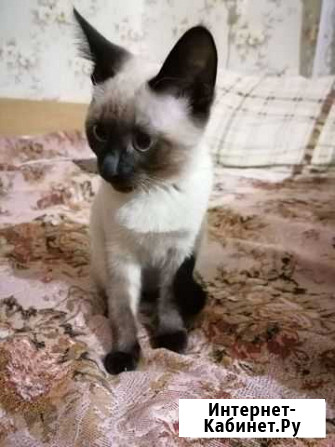 Котенок в добрые руки Самара - изображение 1