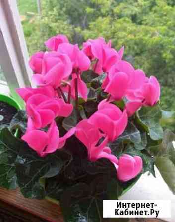 Цикламен Иркутск