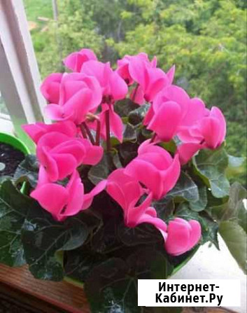 Цикламен Иркутск - изображение 1