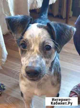 Очень Веселая Рада ищет семью Москва