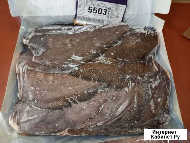 Палтус см, 1-2 кг Тралфлот 7кг Мурманск - изображение 1