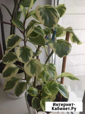 Пеперомия Брянск - изображение 1