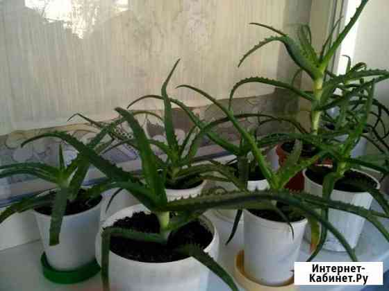 Алоэ Симферополь